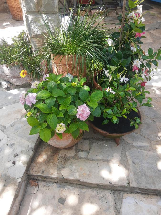 Sea-Side Old Stone Villa With A Private Garden Budva Eksteriør billede